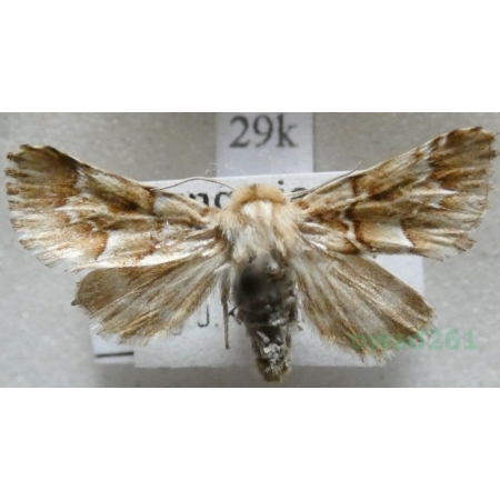 Oxicesta geographica (Fabricius, 1787) Hungaria29k